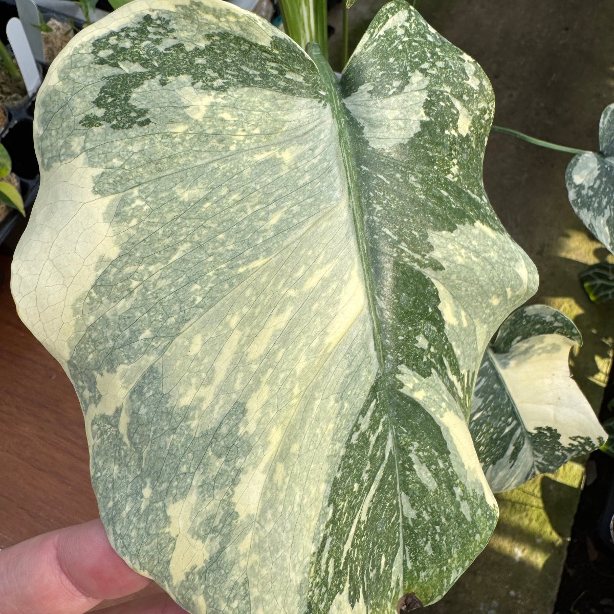 Ural 6x6 1:16th Scale RTR 2.4GHz RC Truck